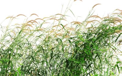 Getting hay fever clean away